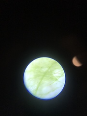 Chaetophora
