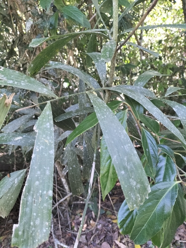 Image of Calamus caryotoides by (c) Matthew Borella, some rights reserved (CC BY)