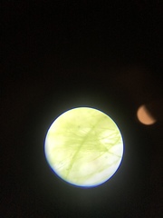 Chaetophora