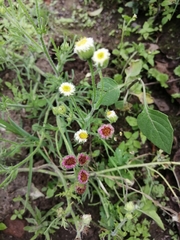 Erigeron apiculatus