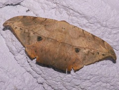 Oxydia masthala