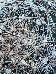 Mammillaria barbata