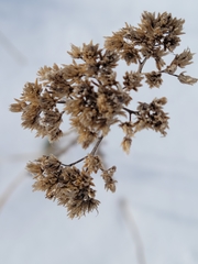 Achillea millefolium borealis