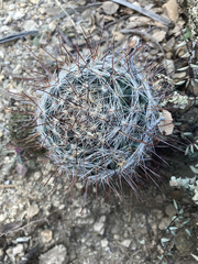 Mammillaria barbata