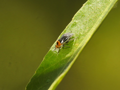 Aspidobothrys ruficeps