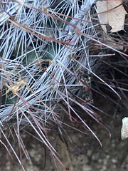 Mammillaria barbata