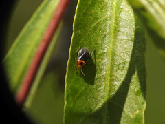 Aspidobothrys ruficeps