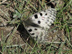 Parnassius nomion