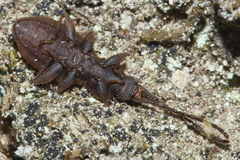 Brontopriscus sinuatus