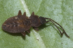 Brontopriscus sinuatus