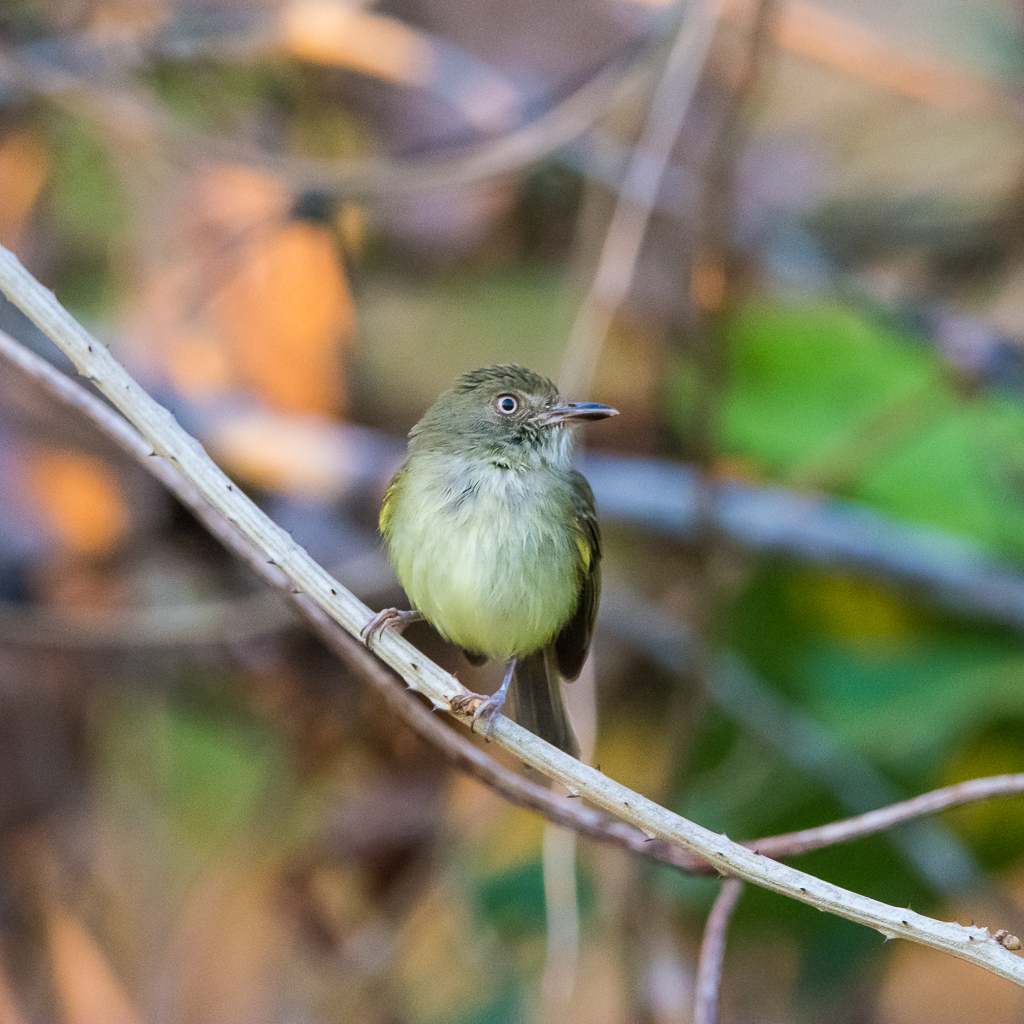 Acre Tody-Tyrant photo