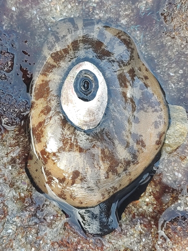 photo of Giant Keyhole Limpet (Megathura crenulata)