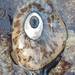 photo of Giant Keyhole Limpet (Megathura crenulata)