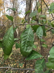 Sideroxylon lycioides