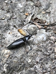 Metablax acutipennis