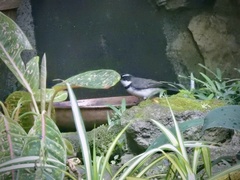 Rhipidura nigritorquis