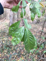 Sideroxylon lycioides