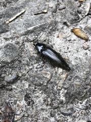 Metablax acutipennis