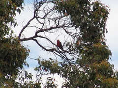 Platycercus icterotis icterotis