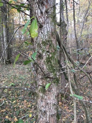 Sideroxylon lycioides