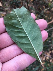 Sideroxylon lycioides