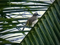Pycnonotus goiavier