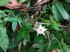 Passiflora lobata
