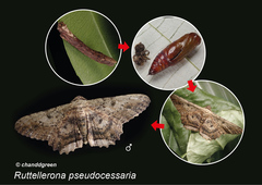 Ruttellerona pseudocessaria