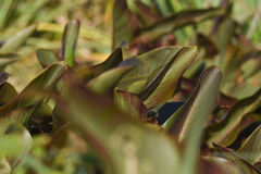 Asclepias × aequicornu