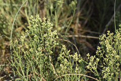 Baccharis genistifolia
