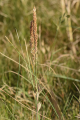 Poa lanuginosa