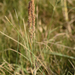 Poa lanuginosa - Photo (c) Guardianes de la Costa, algunos derechos reservados (CC BY-NC), subido por Guardianes de la Costa