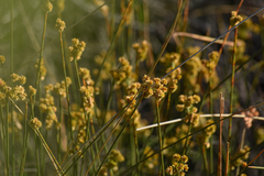 Androtrichum trigynum