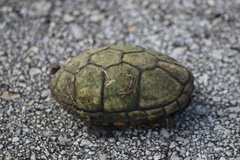 Kinosterninae