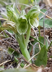 Pterostylis tanypoda