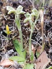 Pterostylis tanypoda