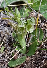 Pterostylis tanypoda