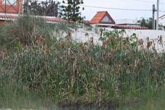 Androtrichum giganteum
