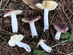 Russula murrillii