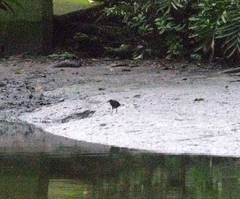 Amaurornis phoenicurus