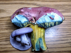 Butyriboletus roseopurpureus
