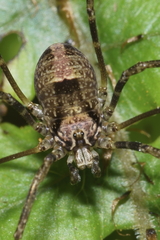 Forsteropsalis inconstans