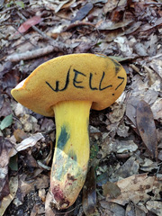 Butyriboletus roseopurpureus