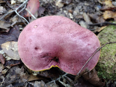 Butyriboletus roseopurpureus