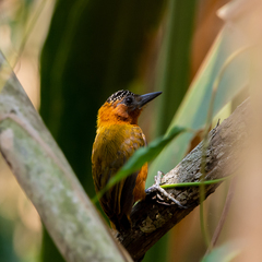 Picumnus rufiventris