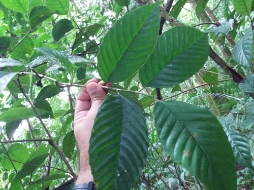 Ticodendraceae image