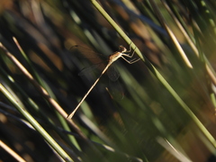 Lestes undulatus