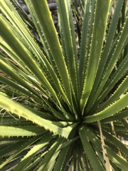 Dasylirion leiophyllum