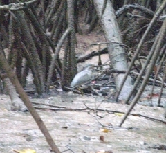 Butorides striata