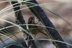 Melospiza melodia